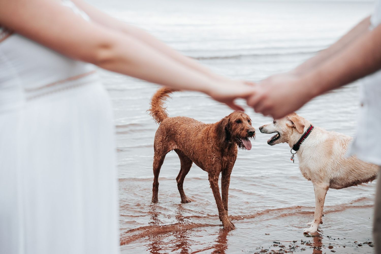 Two dogs playing together on a beach with waves in the background.