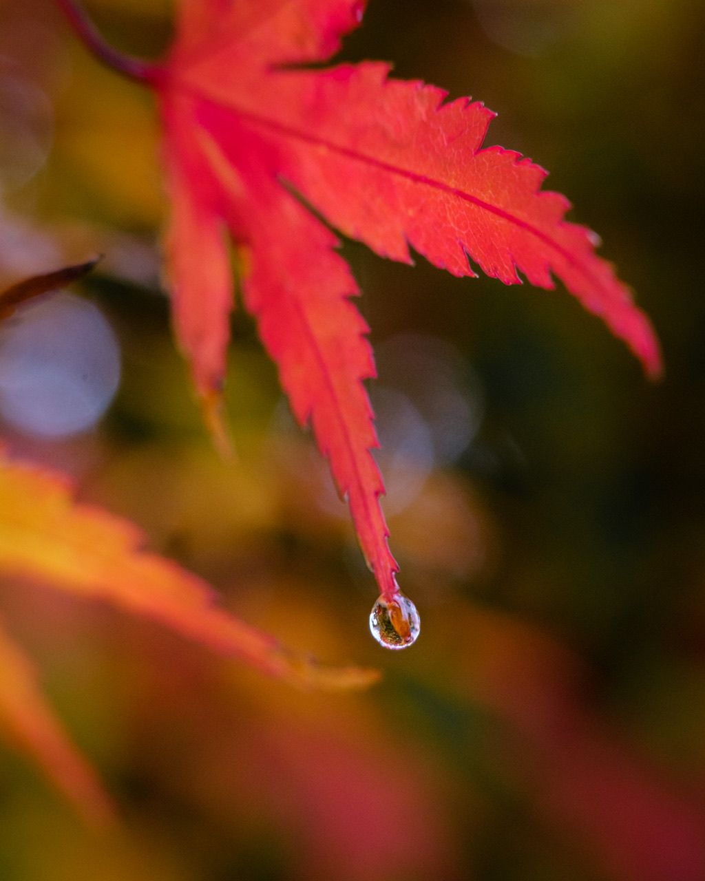 Fall family portrait photo session in North and West Vancouver!