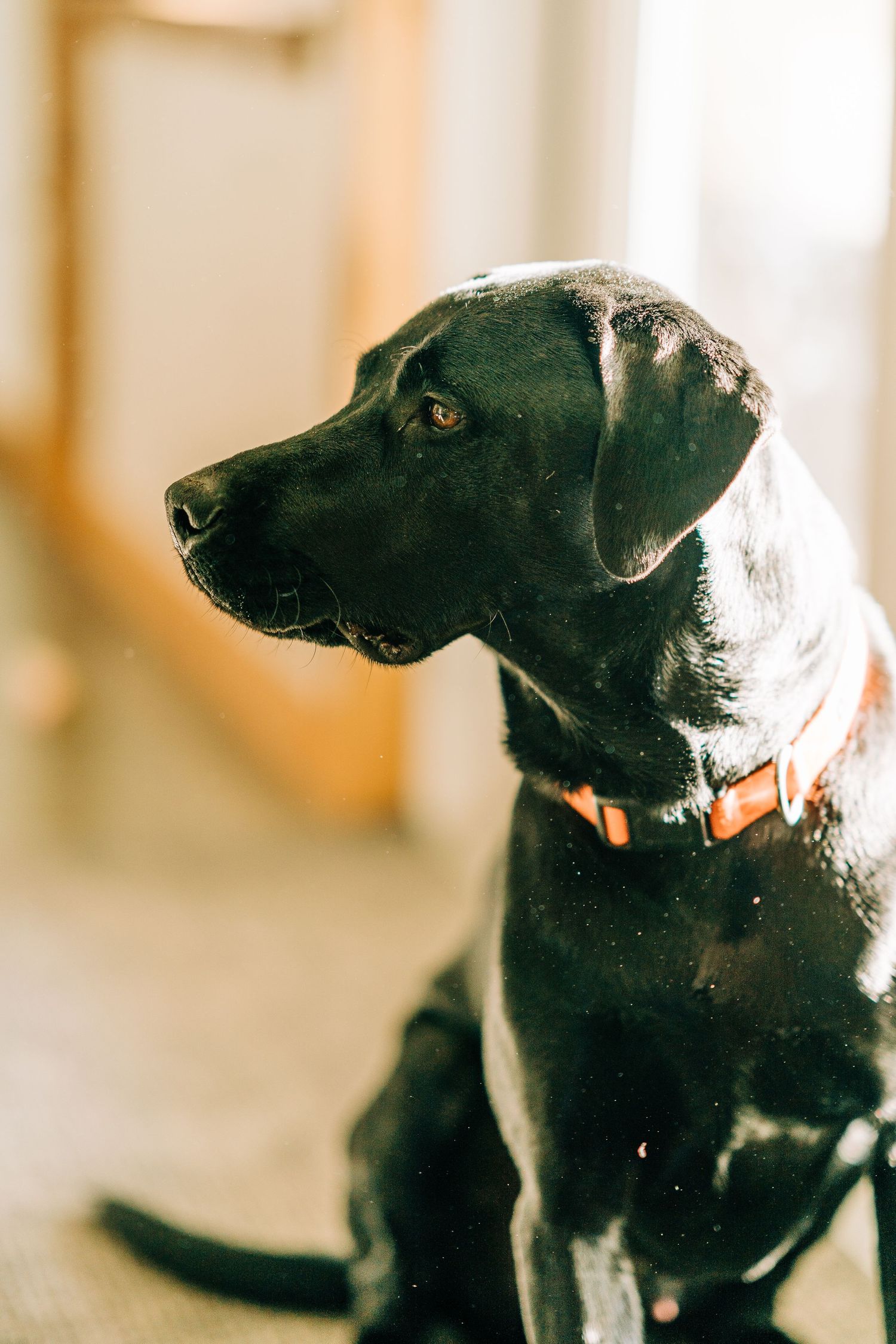 family-photography+dog+spokane+Lindy-Rebro-Photography