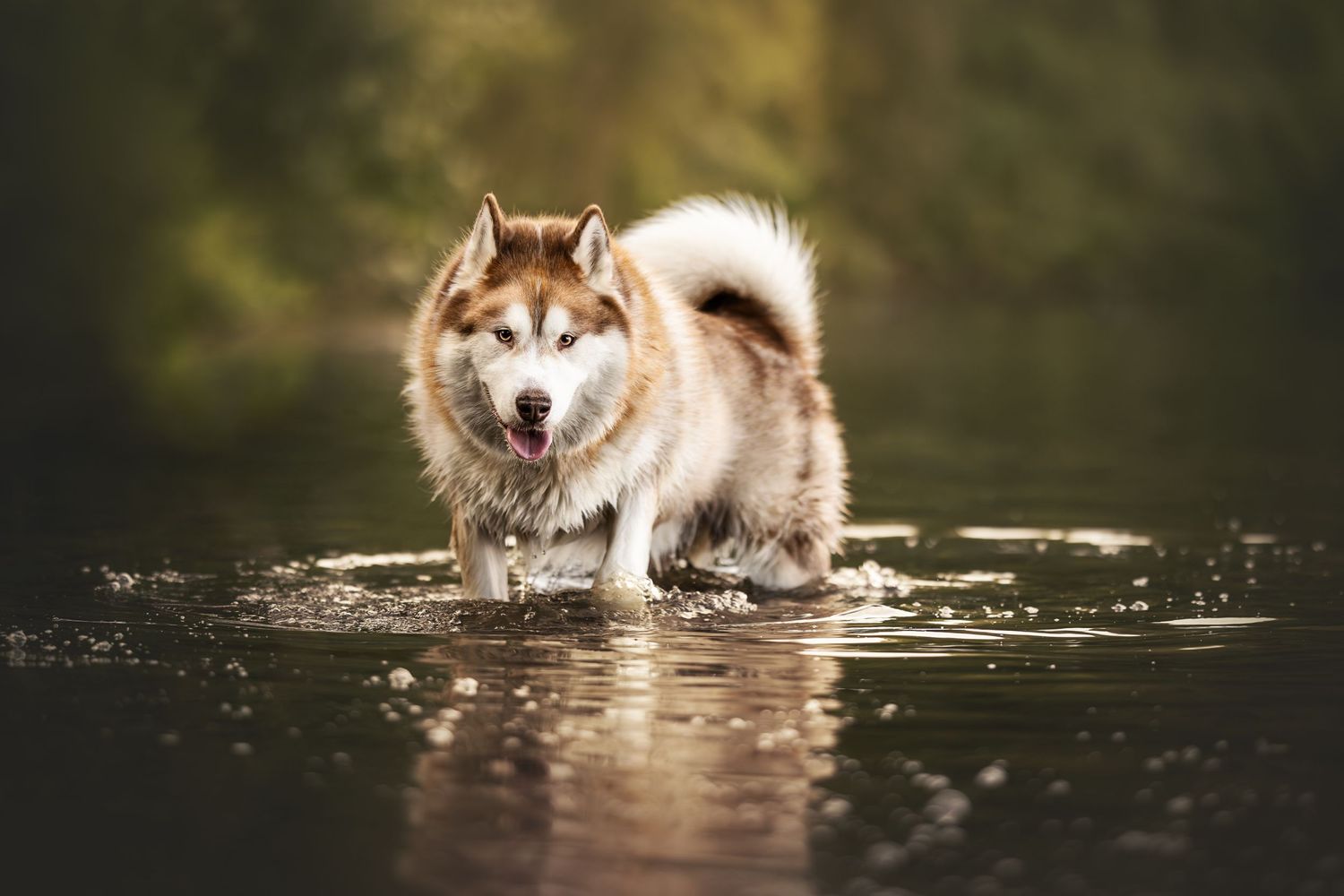 Husky dog wading through shallow water with natural backdrop.