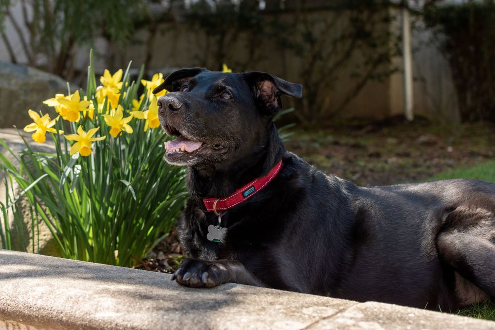 Godiva choco labrador