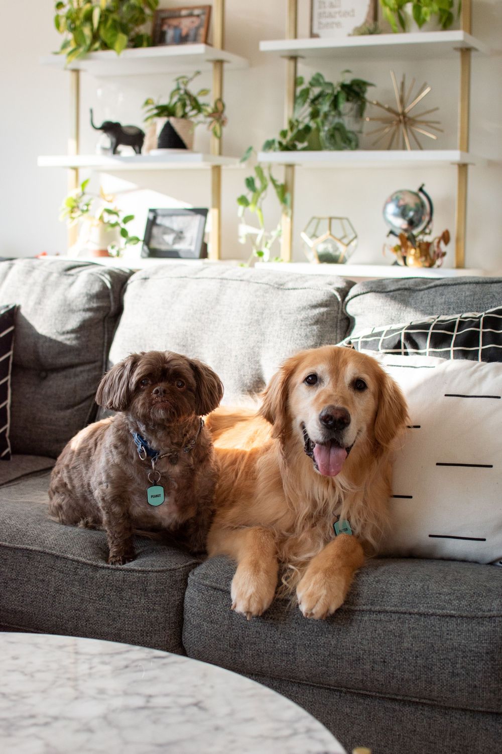 Pet portrait in New York City