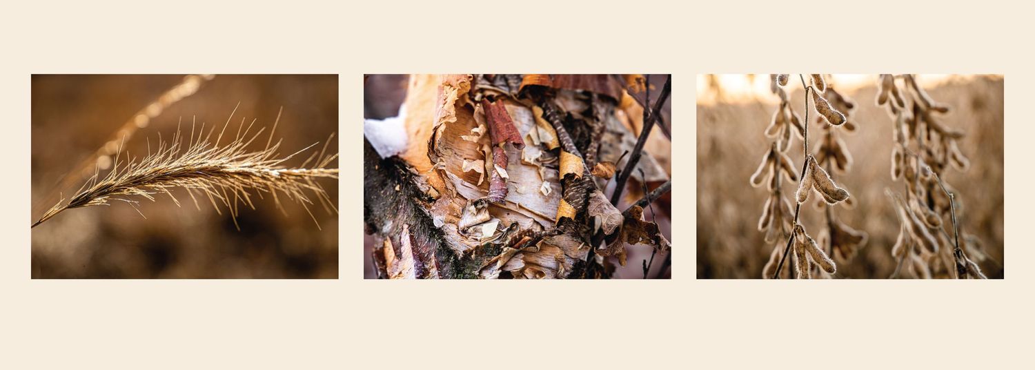 Three nature photographs showing wheat stalks and dried plants in sepia tones.