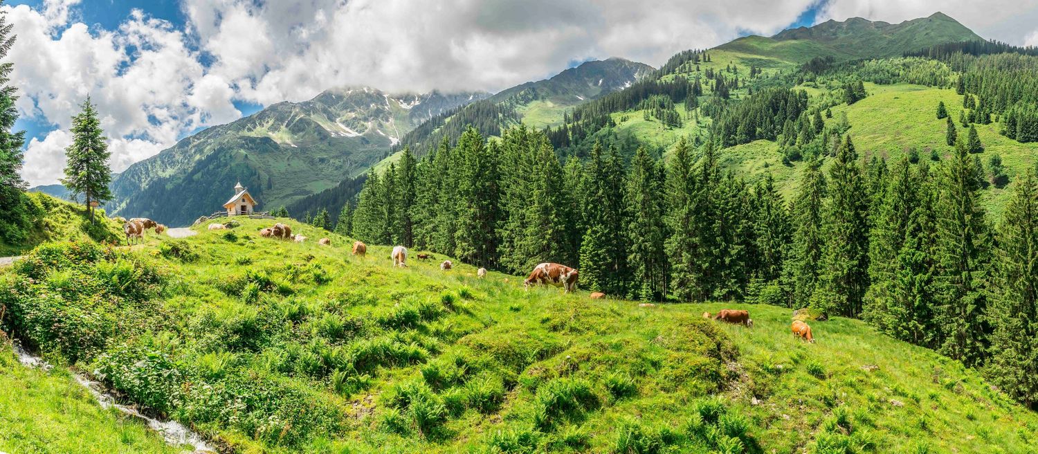 Sommer in Tirol, Almzeit, Schönanger Alm, Wildschönau