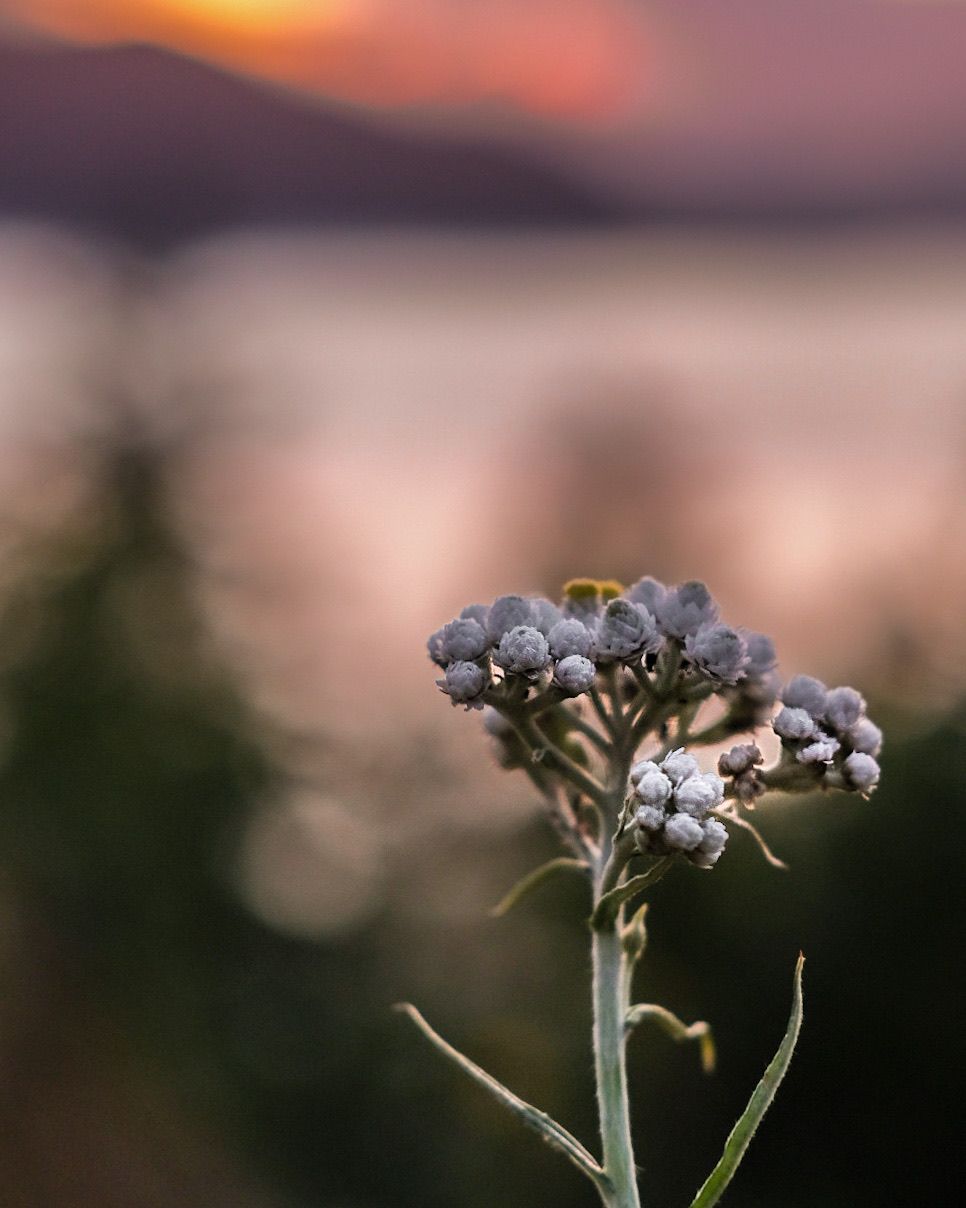 Wild flower close-up with soft sunset bokeh background, nature detail photography, North Vancouver