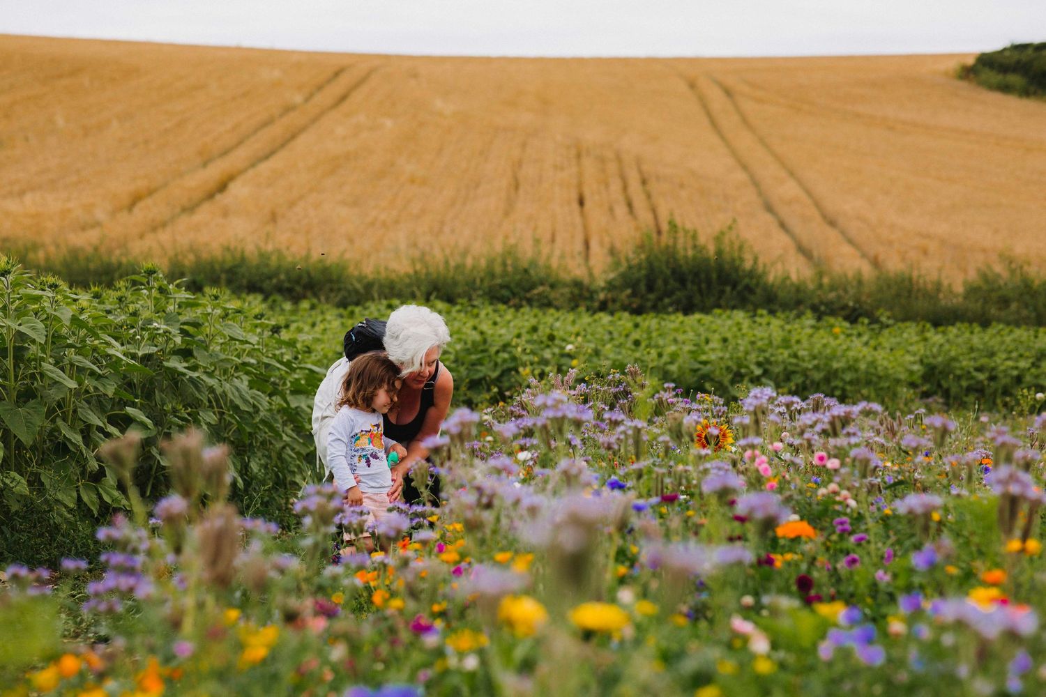 Scenic meadow filled with vibrant wildflowers against golden wheat field backdrop.