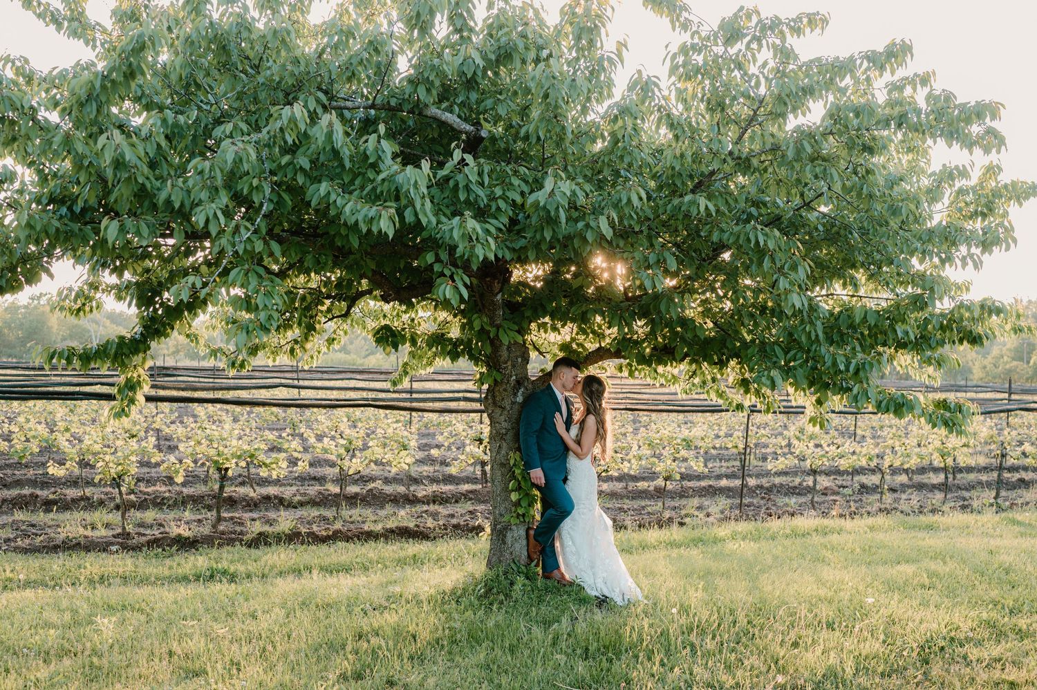 Newlyweds embrace under a lush green tree in a vineyard at golden hour on their wedding day.