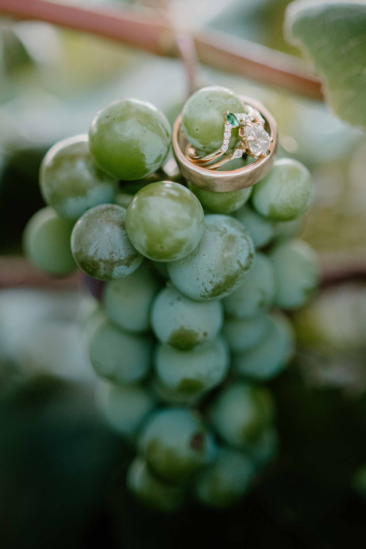 Wedding rings rest elegantly on a cluster of green grapes on the vine.