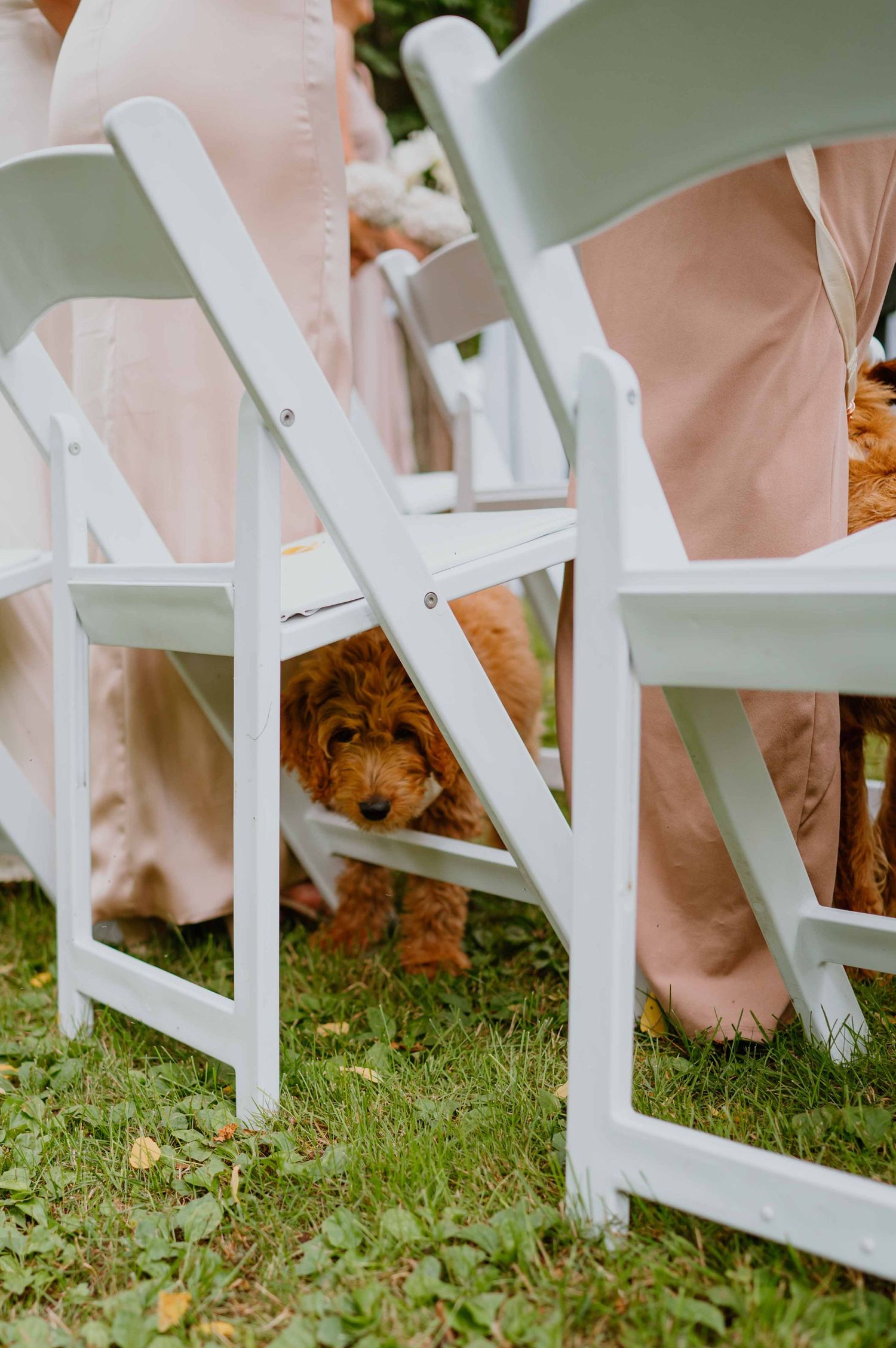 Adorable golden doodle puppy peeking under white folding chairs at an outdoor wedding ceremony.