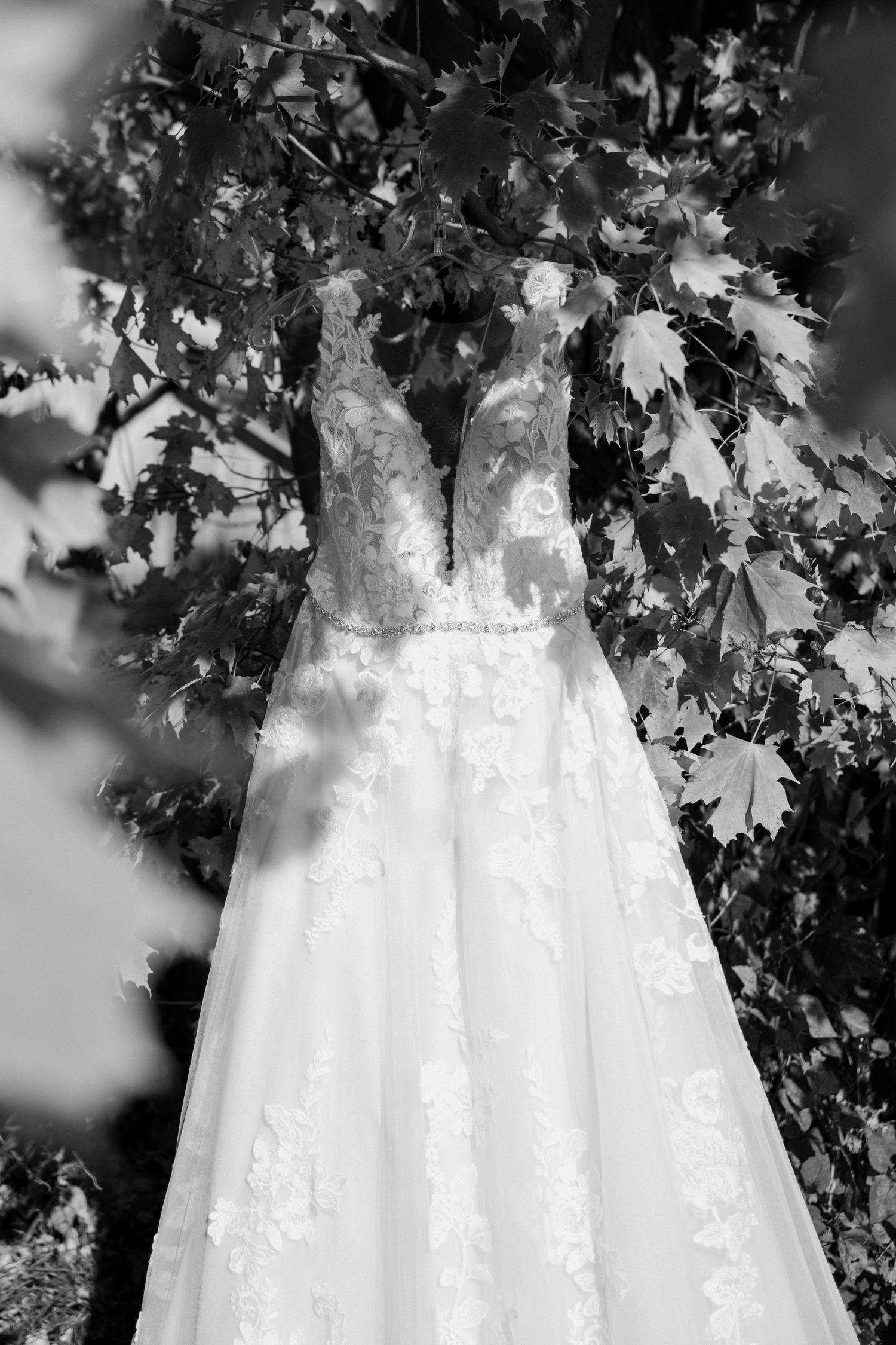 Elegant lace A-line wedding gown with deep V-neck hangs from autumn maple tree branches in black and white.