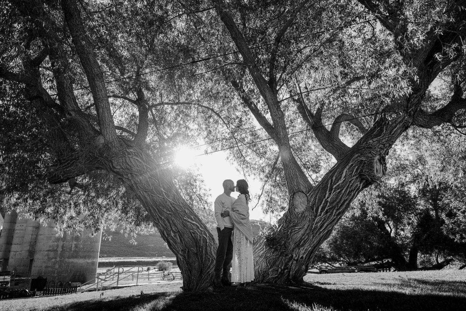 Black and white romantic photo of couple kissing beneath large sprawling tree in sunlight.