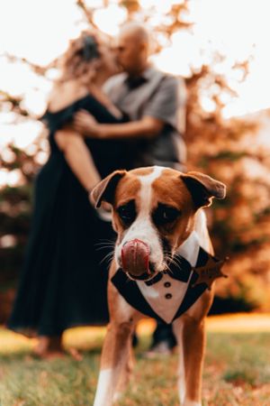 A dog wearing a formal bowtie collar poses in the foreground of a romantic scene.