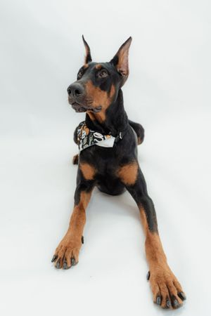 A sleek black and tan Doberman Pinscher lies on a white background wearing a decorative collar.