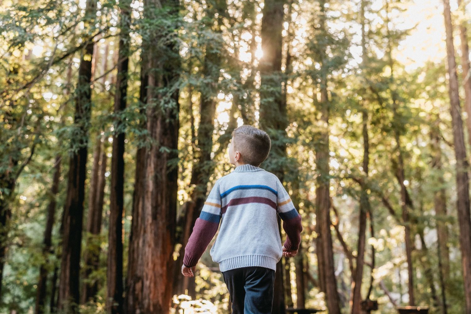 Silhouette of a person walking through majestic redwood trees at sunset.