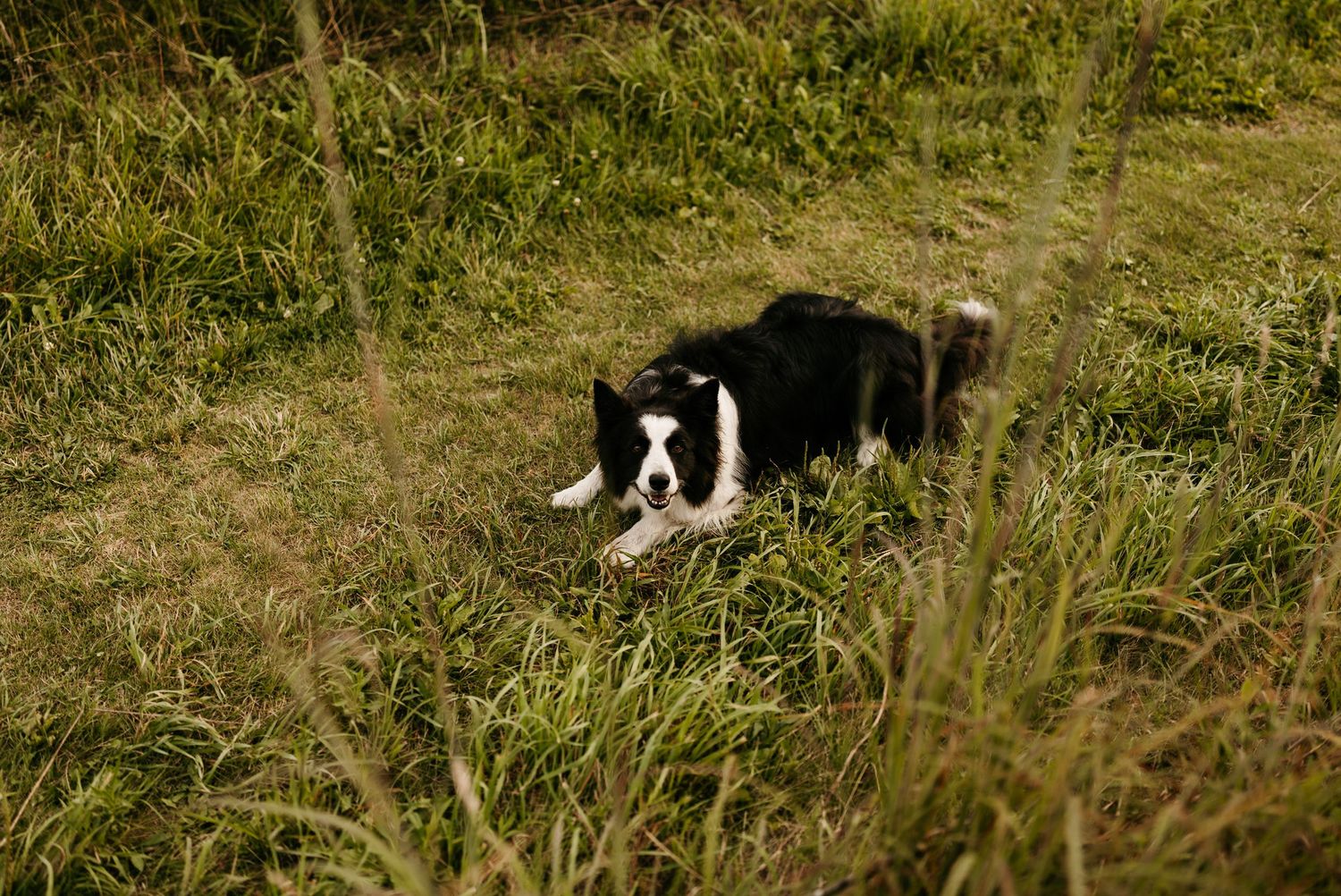border collie laying down in grass path looking at camera