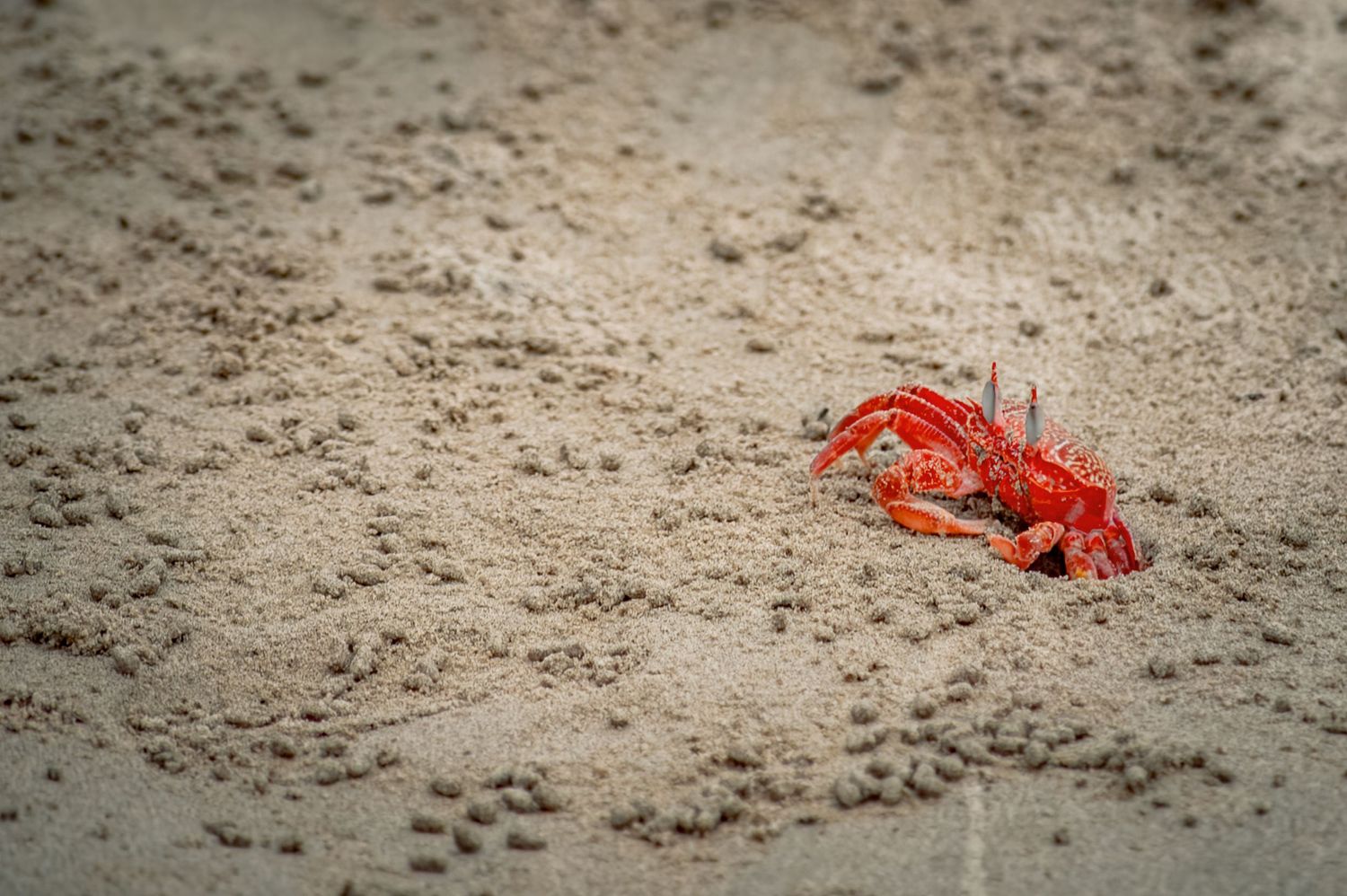 Crabe sur le bord de la plage au Costa Rica