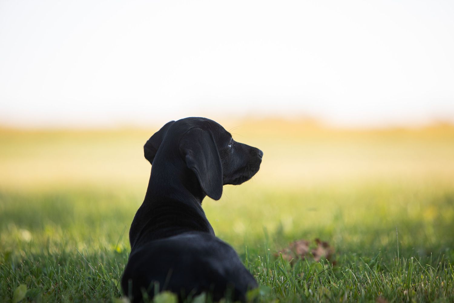 Silhouette of black GSP dog in profile against sunset background.