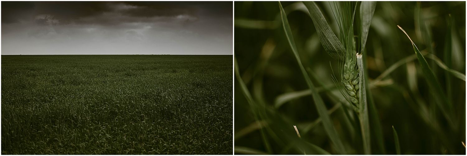 Moody landscape of green field with dark clouds and close-up detail of grass blade.