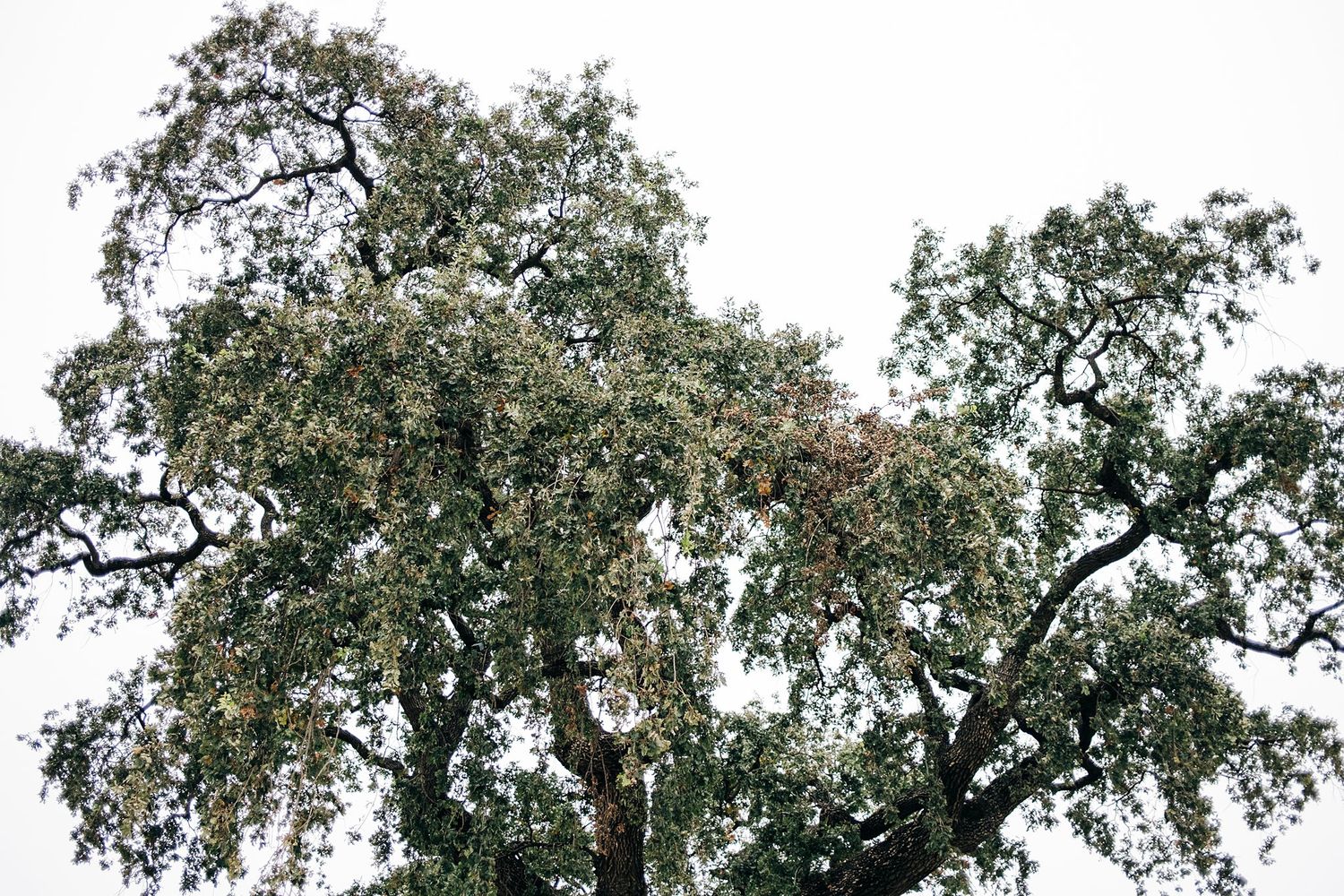 Incredibly large tree branches
