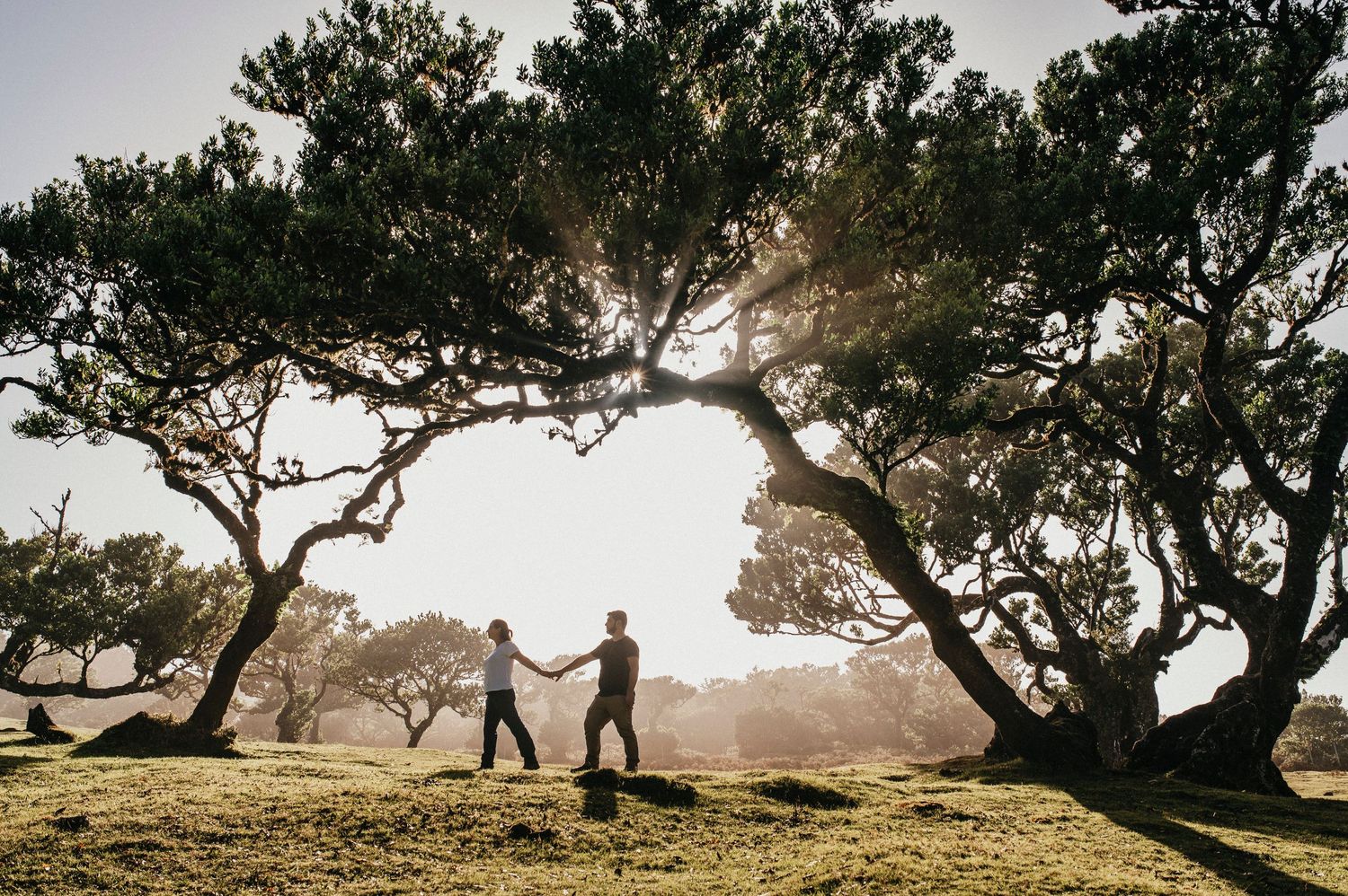 Silhouettes of people holding hands under arching tree branches during sunset.