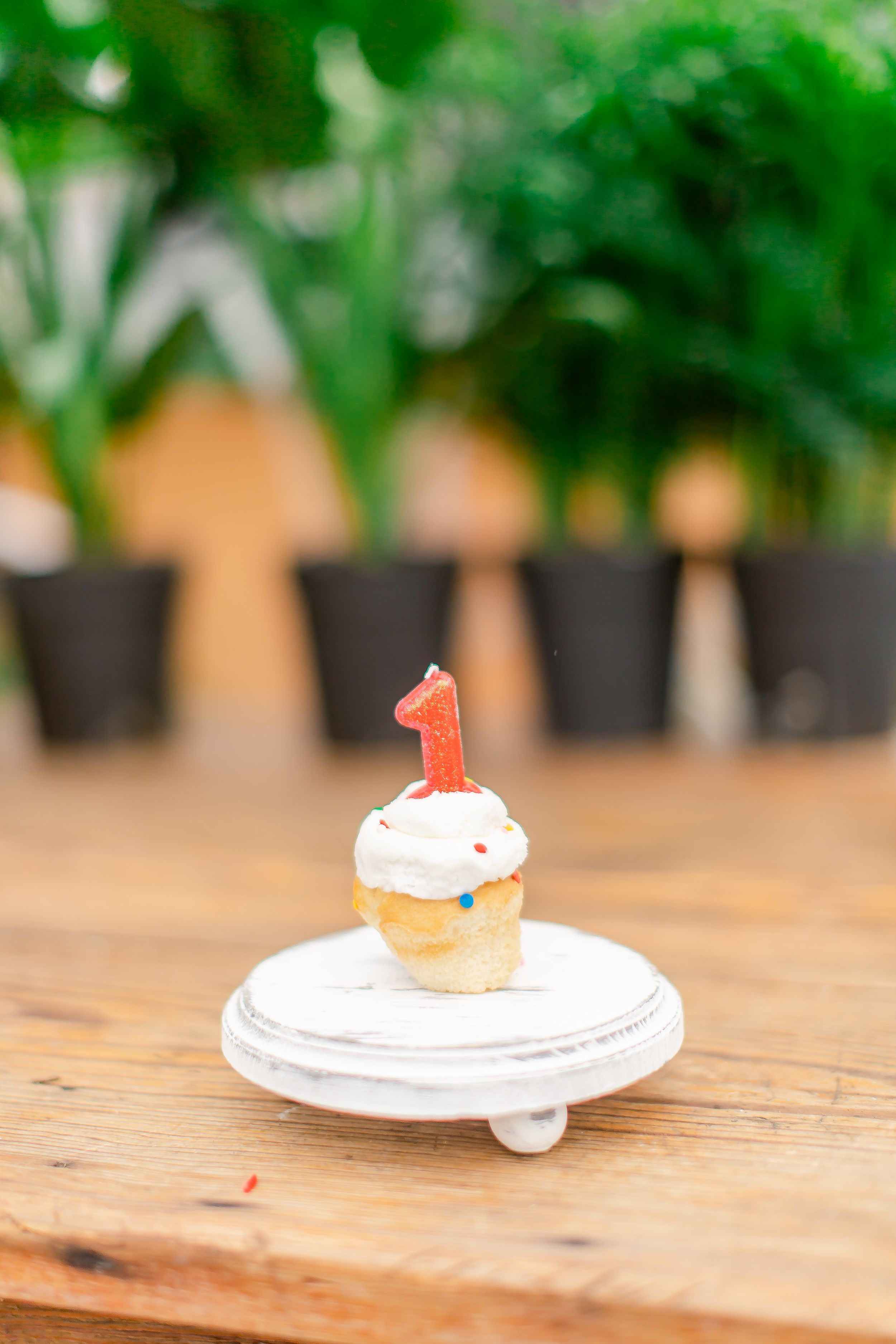 Greenhouse Birthday Session Small Farm Photography