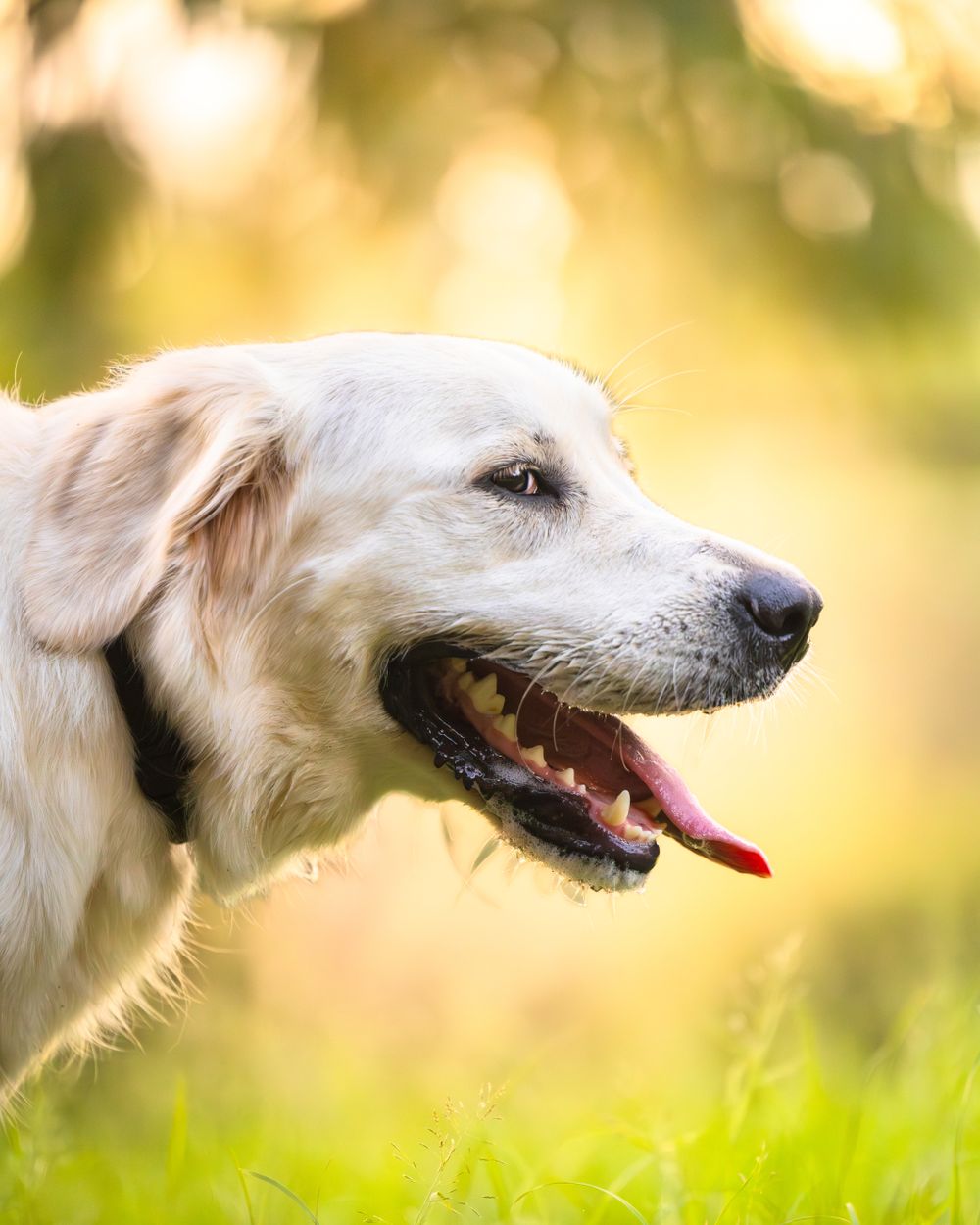 A beautiful white dog with it's tongue stuck out with stunning back light.