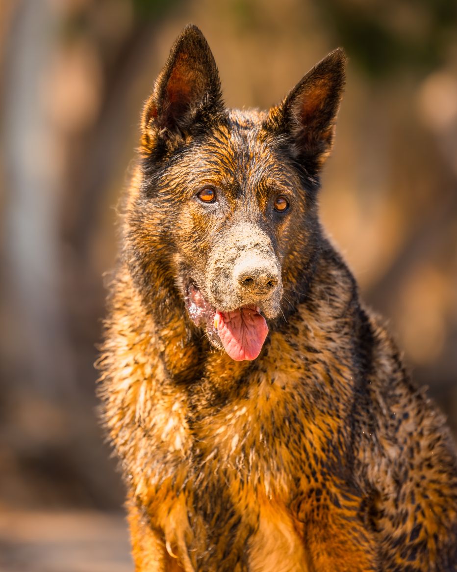 German Shepherd dog with a thick, multi-coloured coat featuring brown, black, and tan markings, facing the camera with its tongue out.