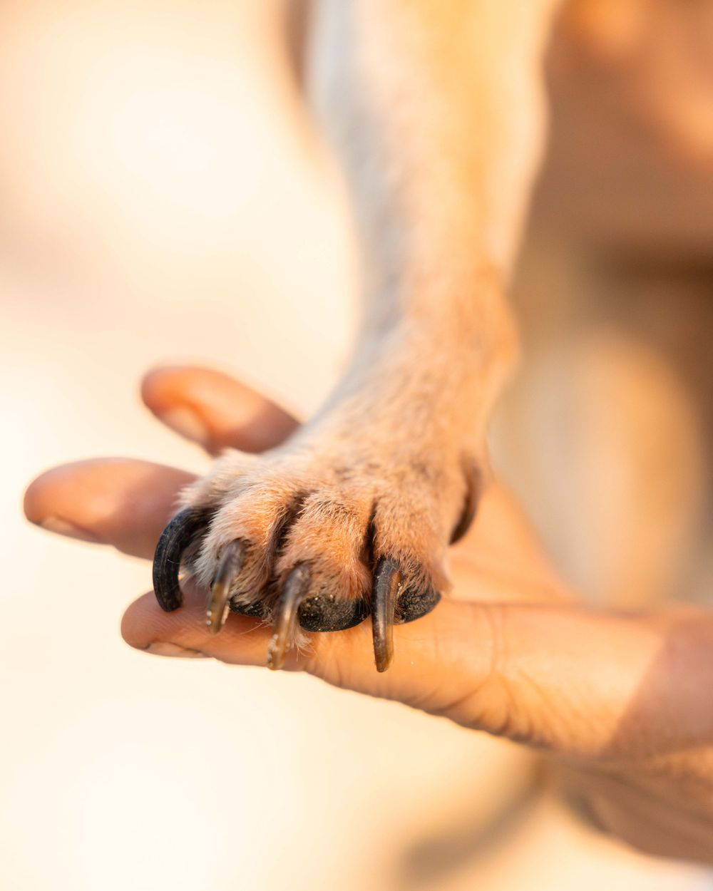 A dogs paw placed on a ladies hand