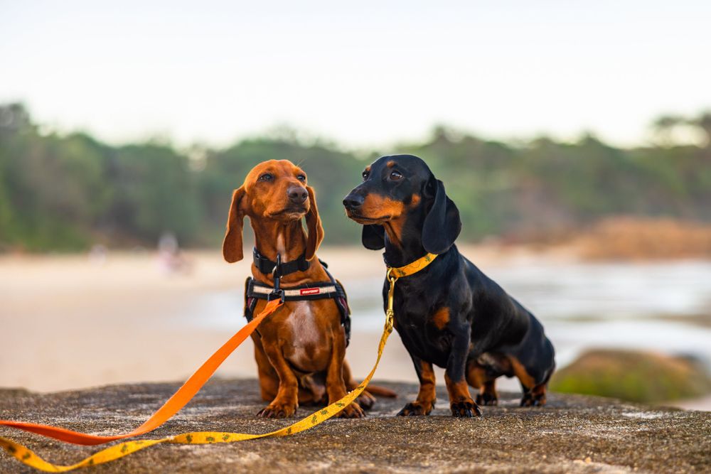 two Dachshund dogs sit on a rock near the beach - a reddish-brown dachshund on the left and a black and tan dachshund on the right.