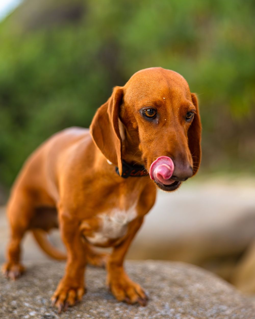 A reddish-brown dachshund dog stands on a rock with its pink tongue sticking out, photographed against a soft, blurred green background.