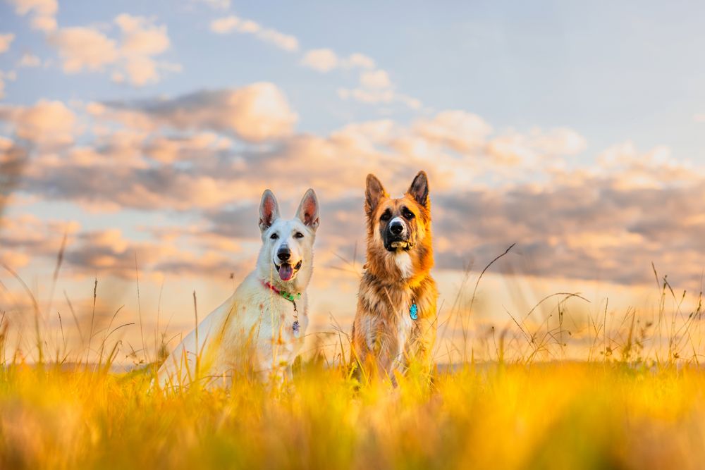 Two dogs sit side by side in a golden grassland field, a white dog on the left and a German Shepherd on the right  both with tongues out.