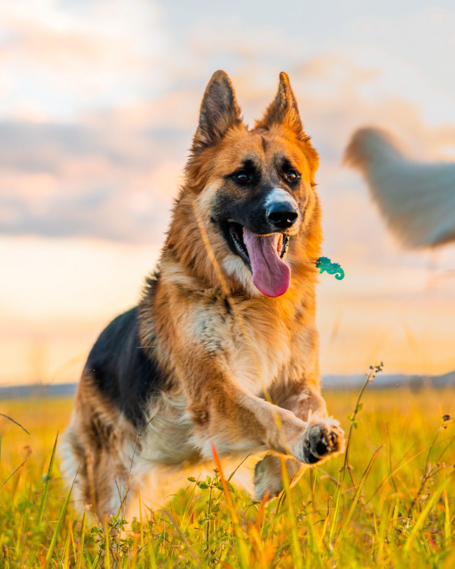 A German Shepherd dog runs through a long grass field with its tongue out and ears up, with the sun setting