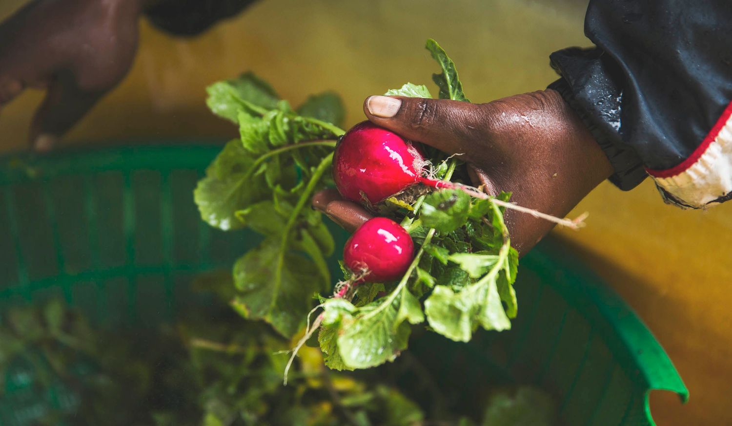 Fresh red radishes with green leaves being harvested from garden.