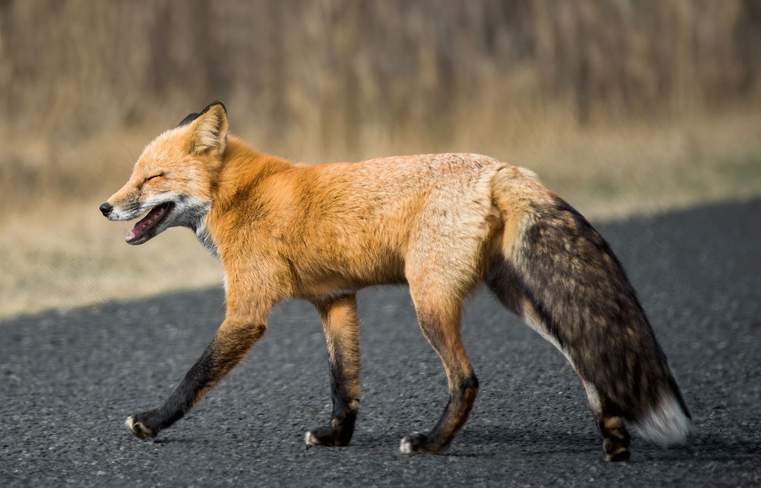 Fox smiling.