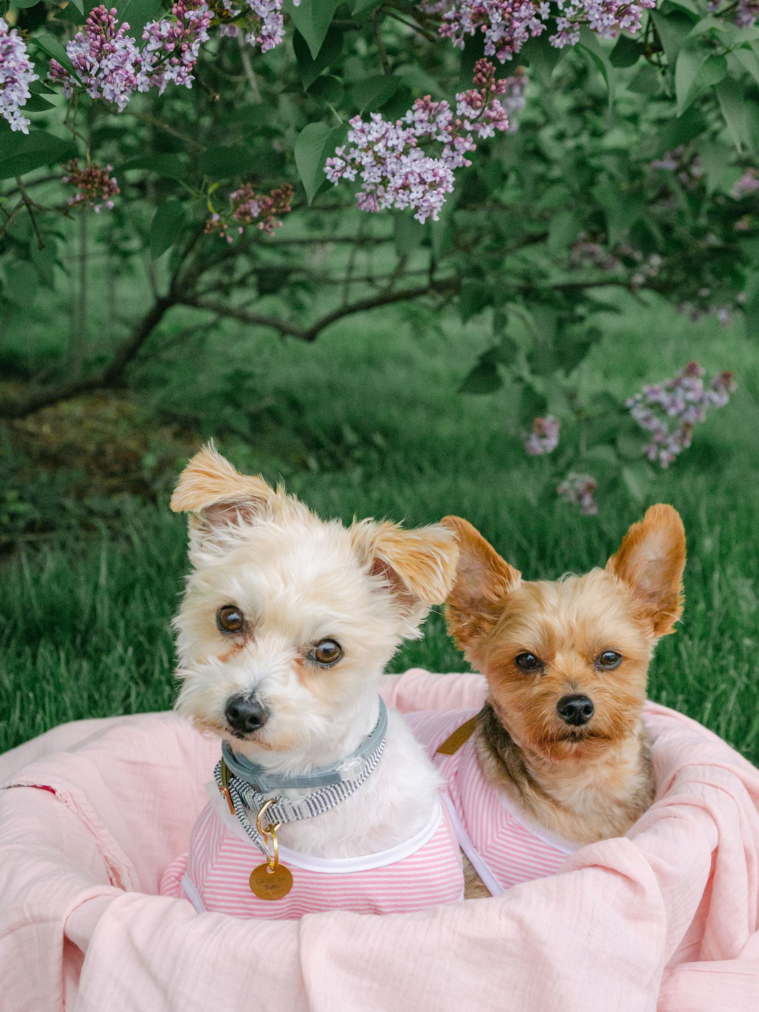 two small yorkie dogs