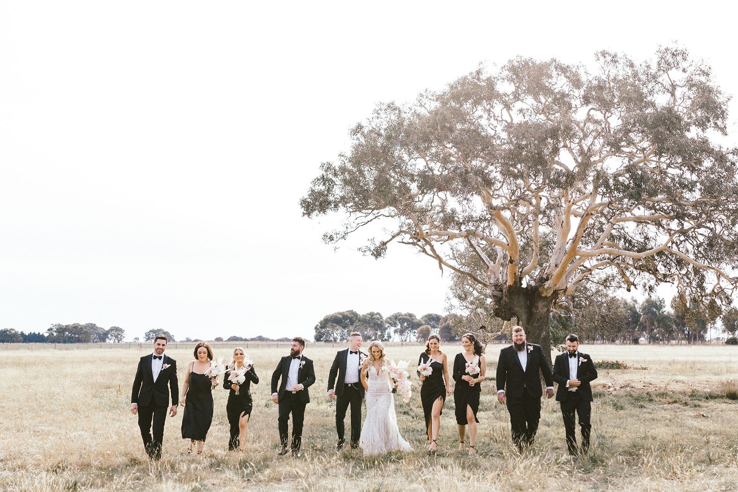 Wedding party walks together across a rustic countryside field with gum trees.