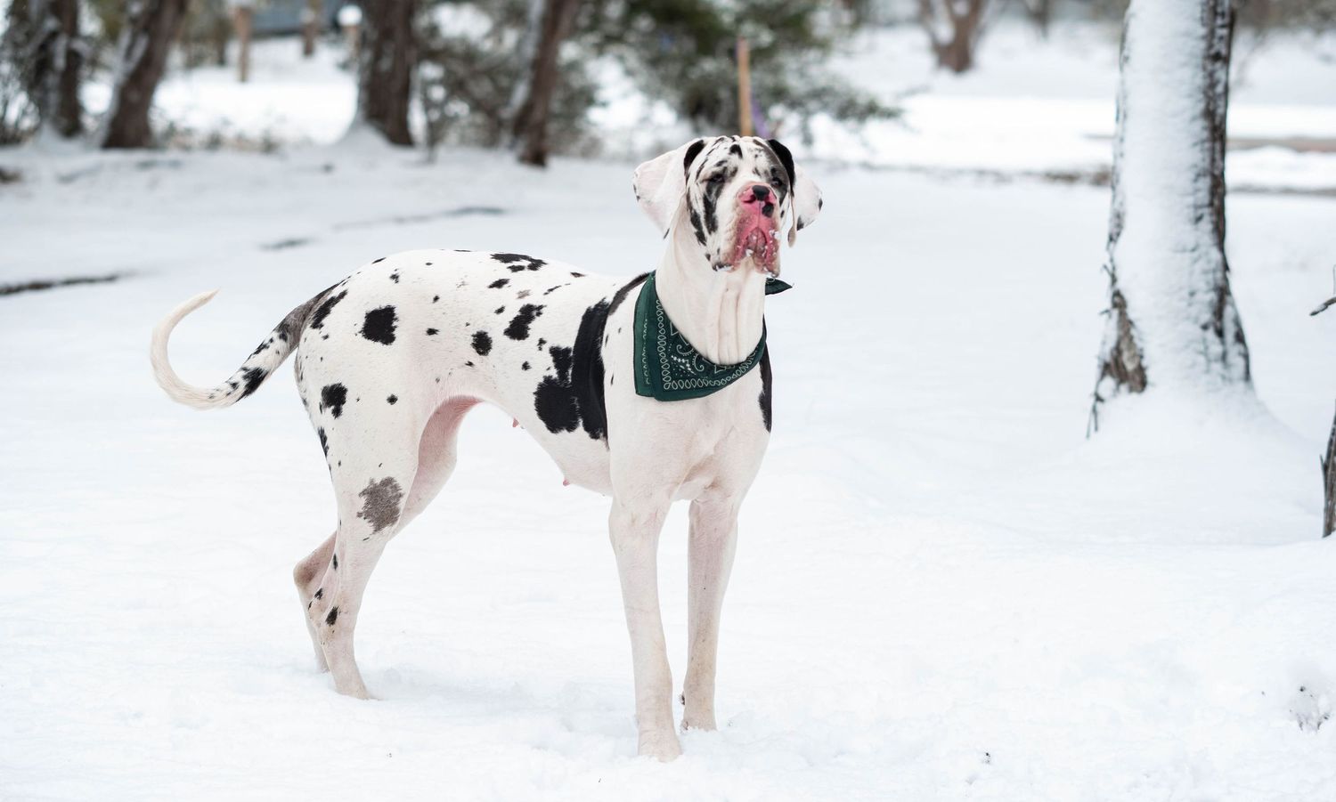 Harlequin Great Dane standing in snowy landscape wearing green bandana with tongue out near trees.