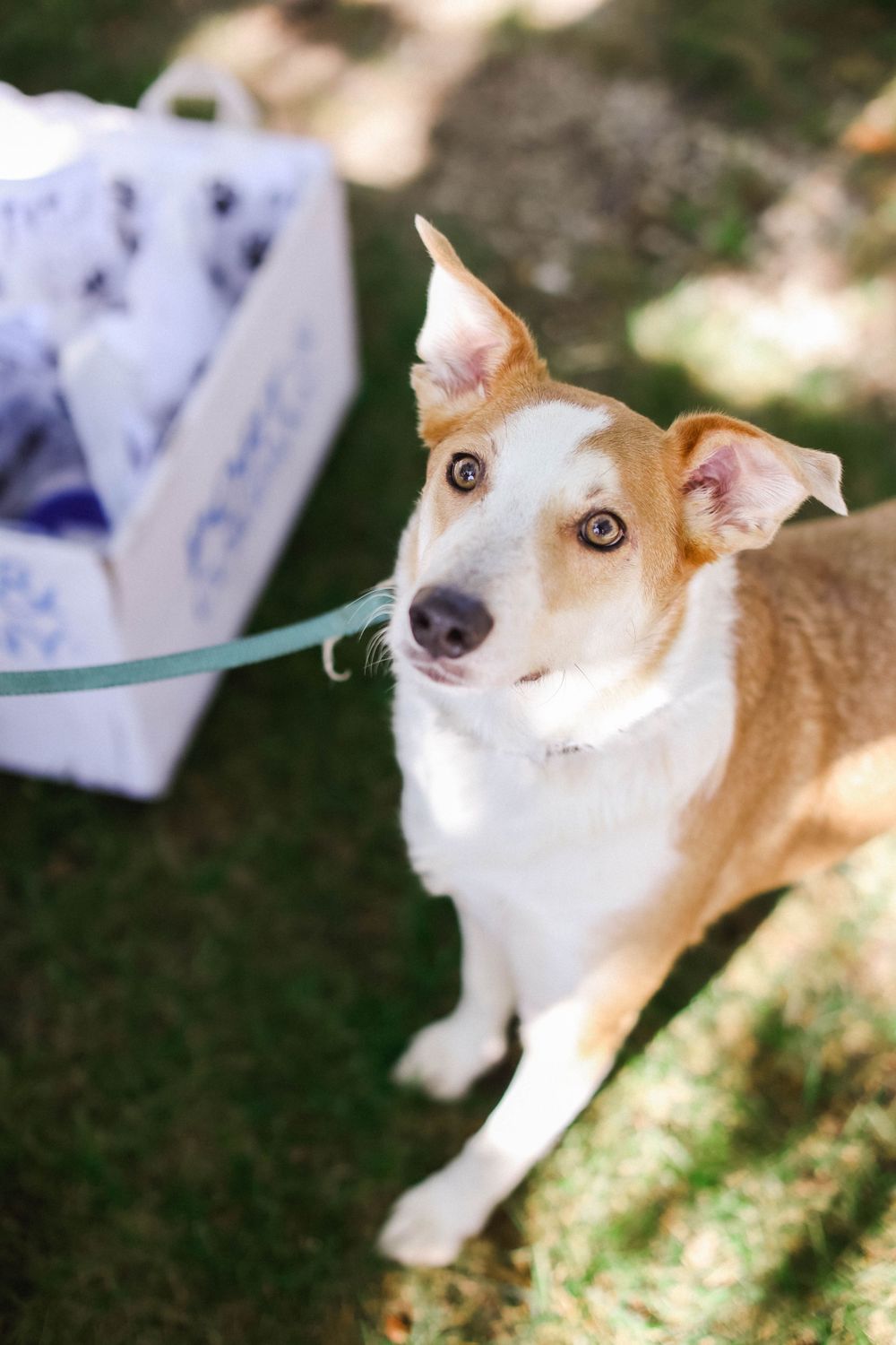 Close-up shots of a brown and white dog with alert ears looking at the camera.