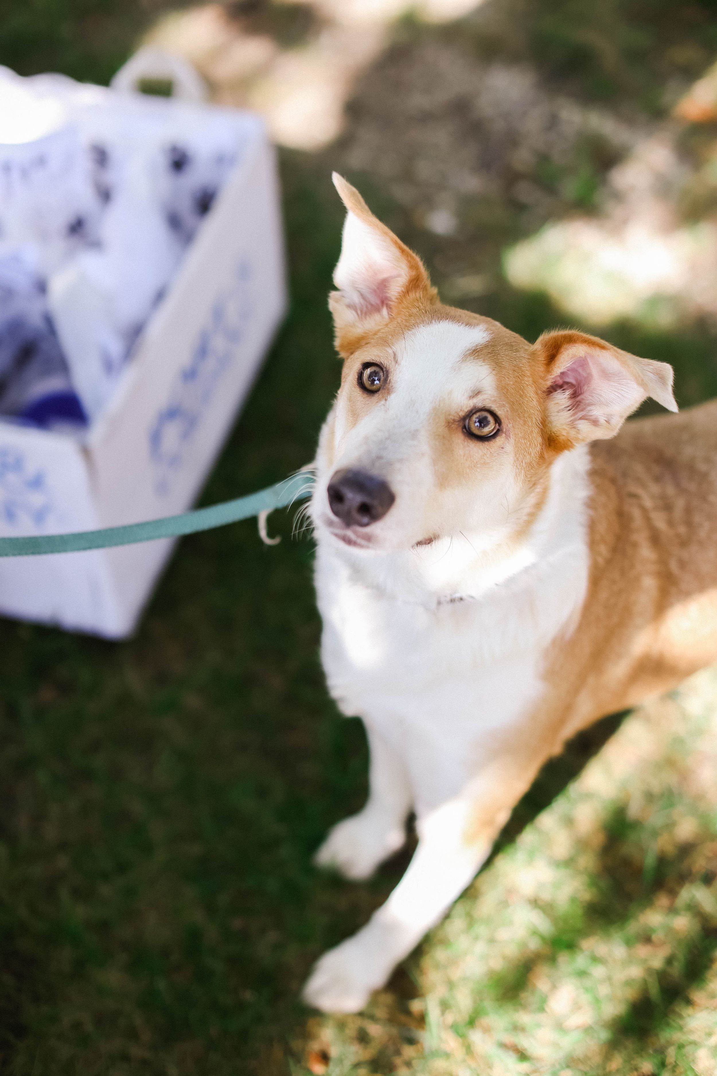 Close-up shots of a brown and white dog with alert ears looking at the camera.