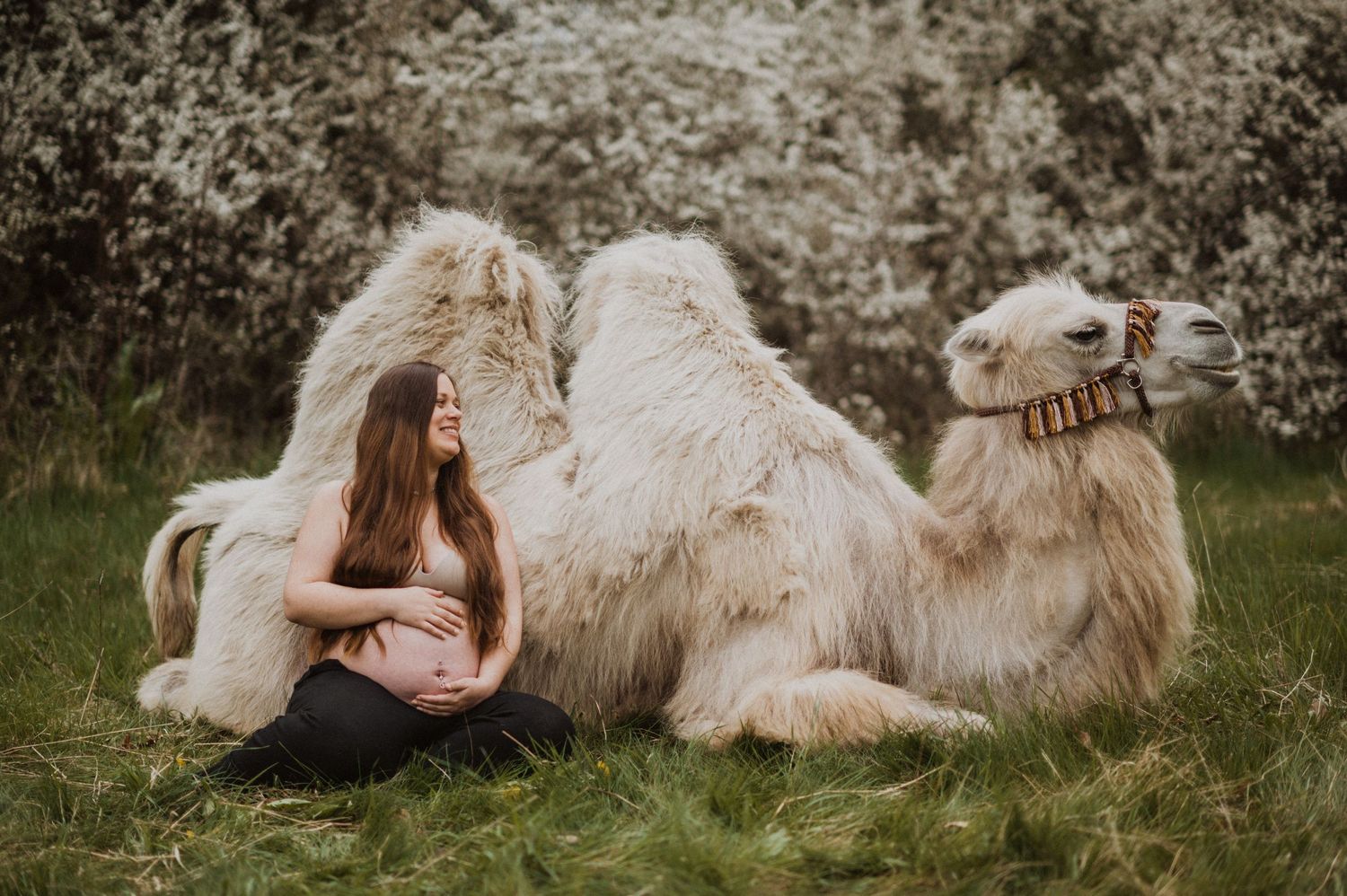 Pregnant woman sitting beside a fluffy camel in a blooming meadow during a maternity photo shoot.