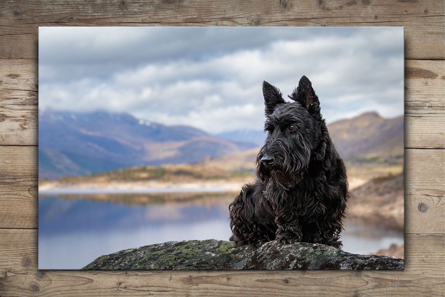 Black Scottish Terrier dog sitting majestically on rock with mountain lake landscape in background.