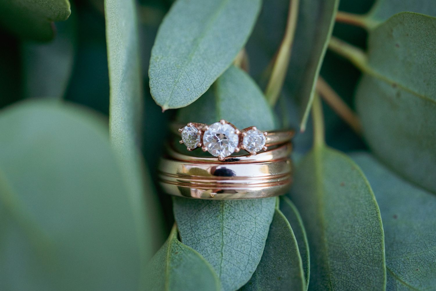 Trio of wedding rings on eucalyptus leaf, elegant woodland detail.