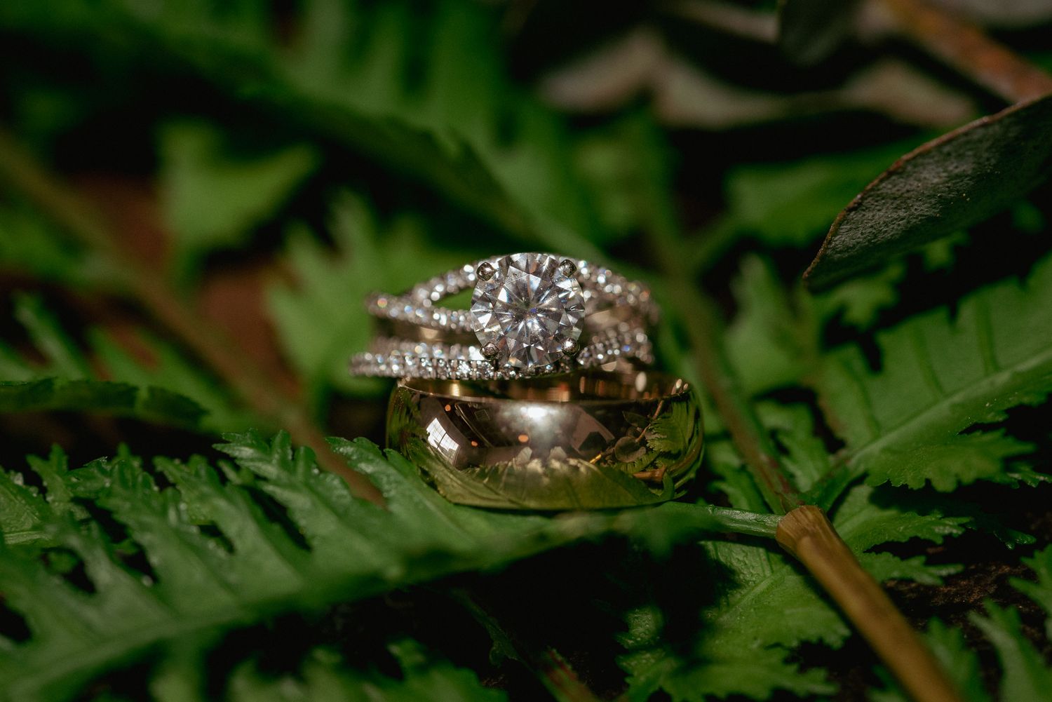 Close-up of wedding rings nestled on vibrant green fern. Nature-inspired ring shot.