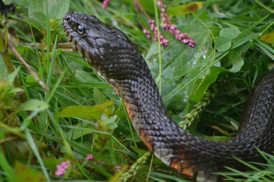Gone herping