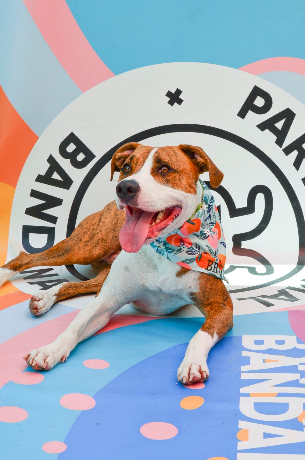 A happy brown and white dog wearing a bandana poses against a colorful polka dot background.