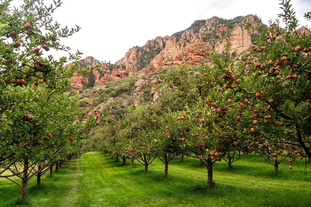 Rows of red apple trees in a lush green orchard with dramatic red rock canyon cliffs in the background.