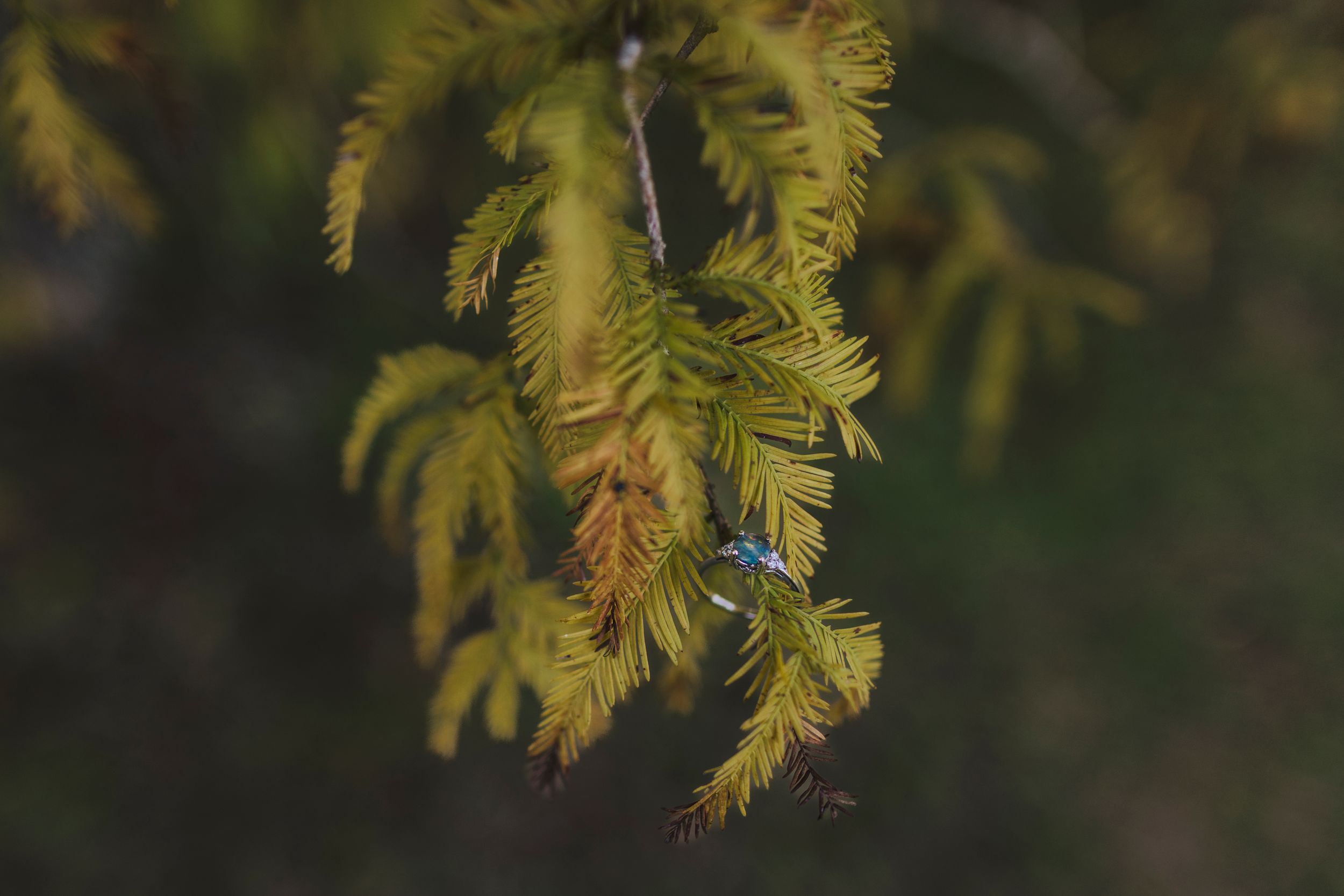 Yellow-green fern leaves in soft focus against dark background.