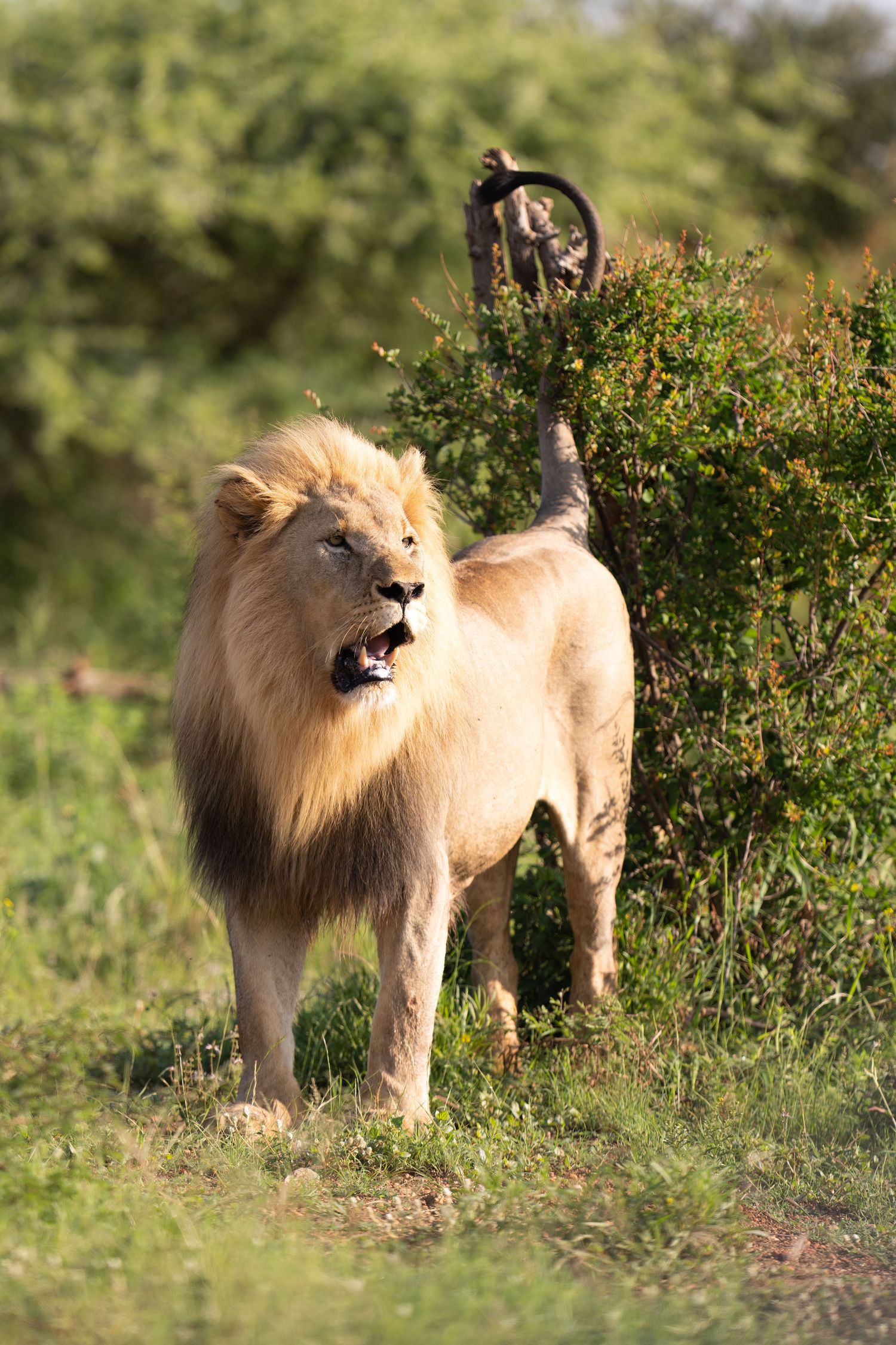 Adult male lion with golden mane stands in green savanna landscape.