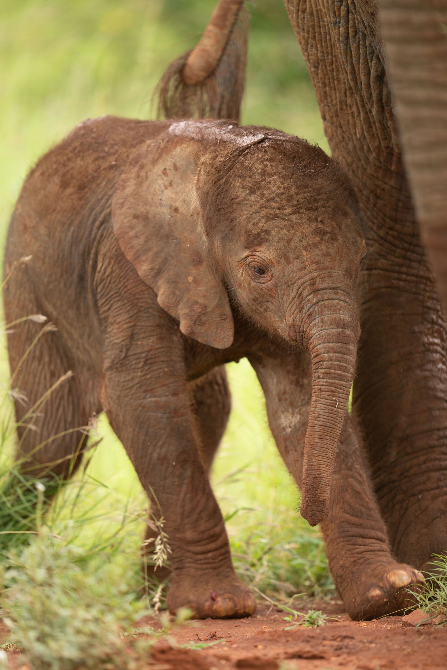 Baby elephant walking on dirt path showing close-up view of its legs and trunk.