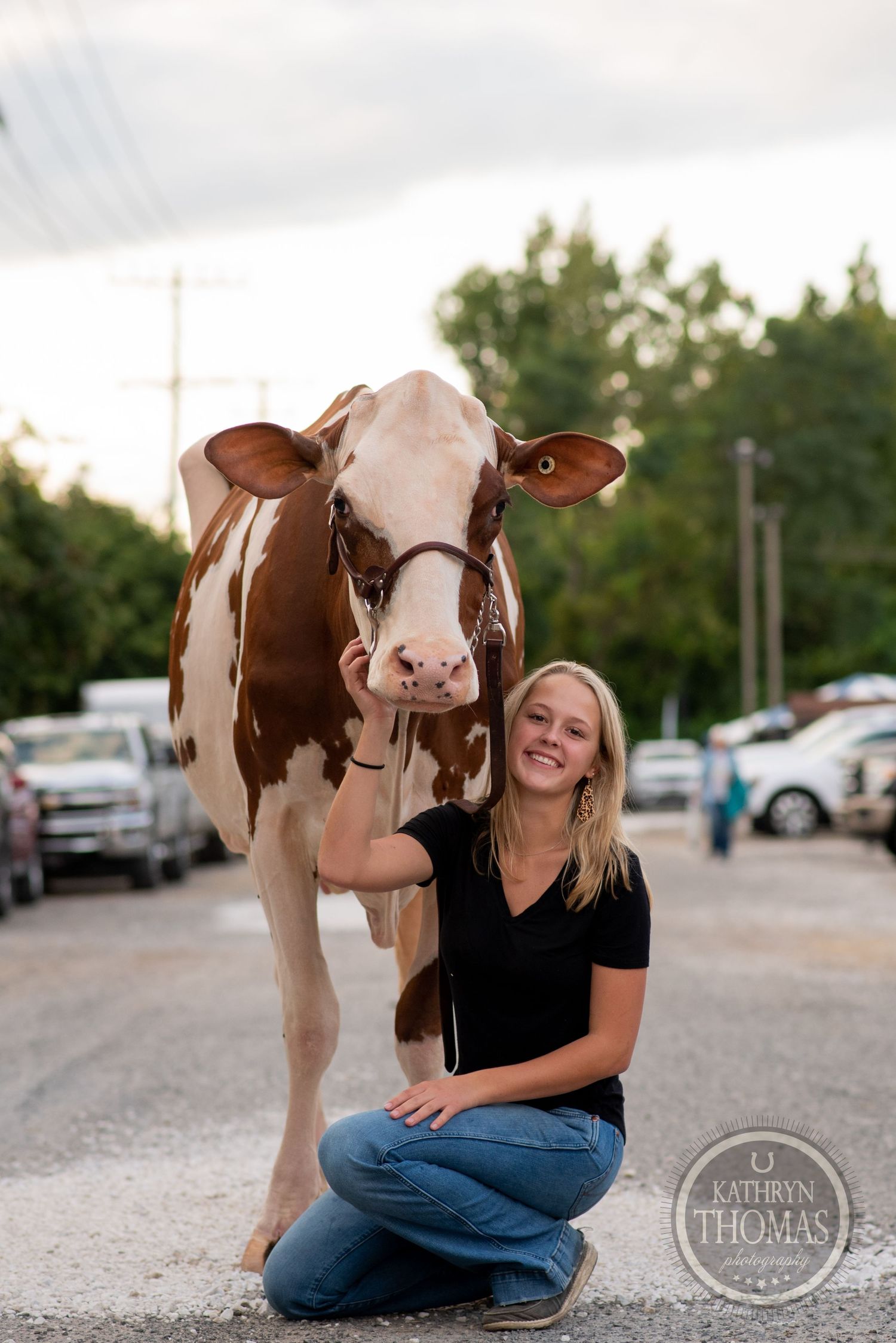 A large Holstein cow stands close to a person kneeling on pavement in casual attire near parked cars.